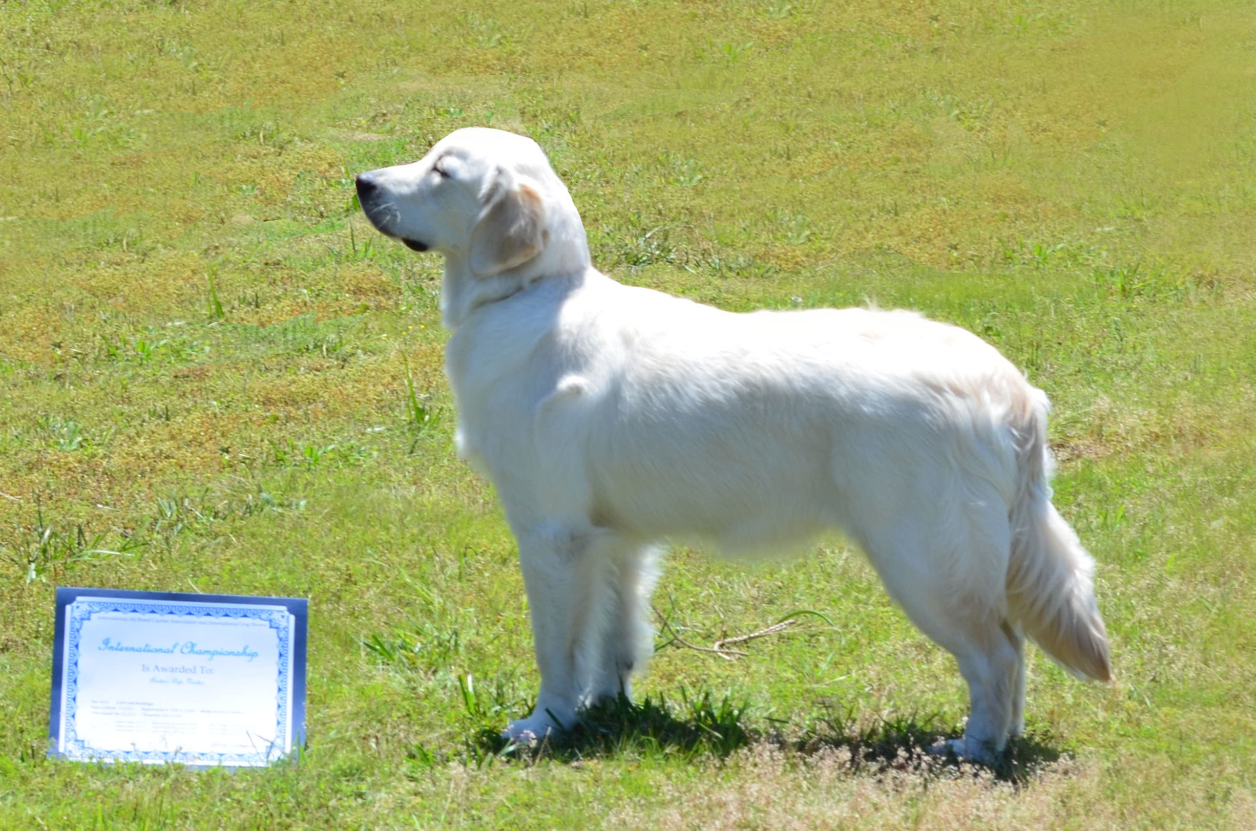 Jasmine earned her IABCA title at 7 months