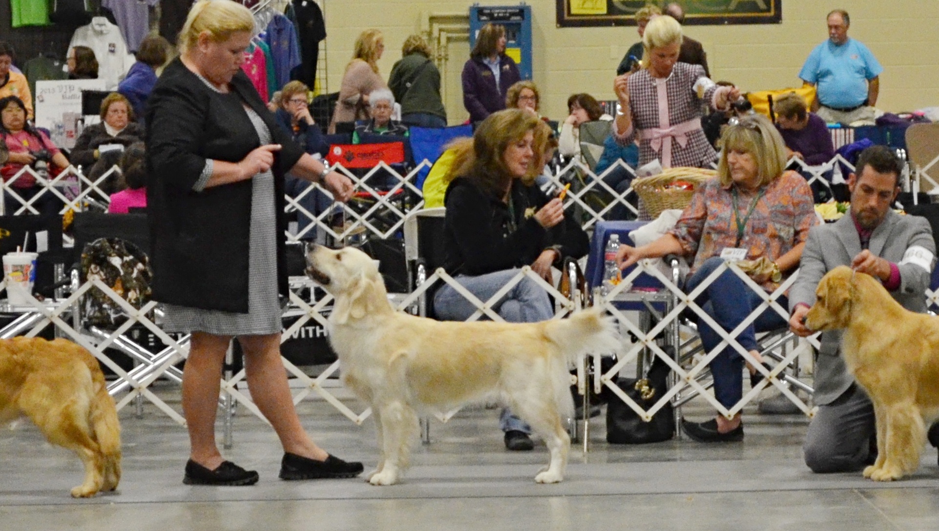 Golden Retriever National Specialty in Ashville 2014