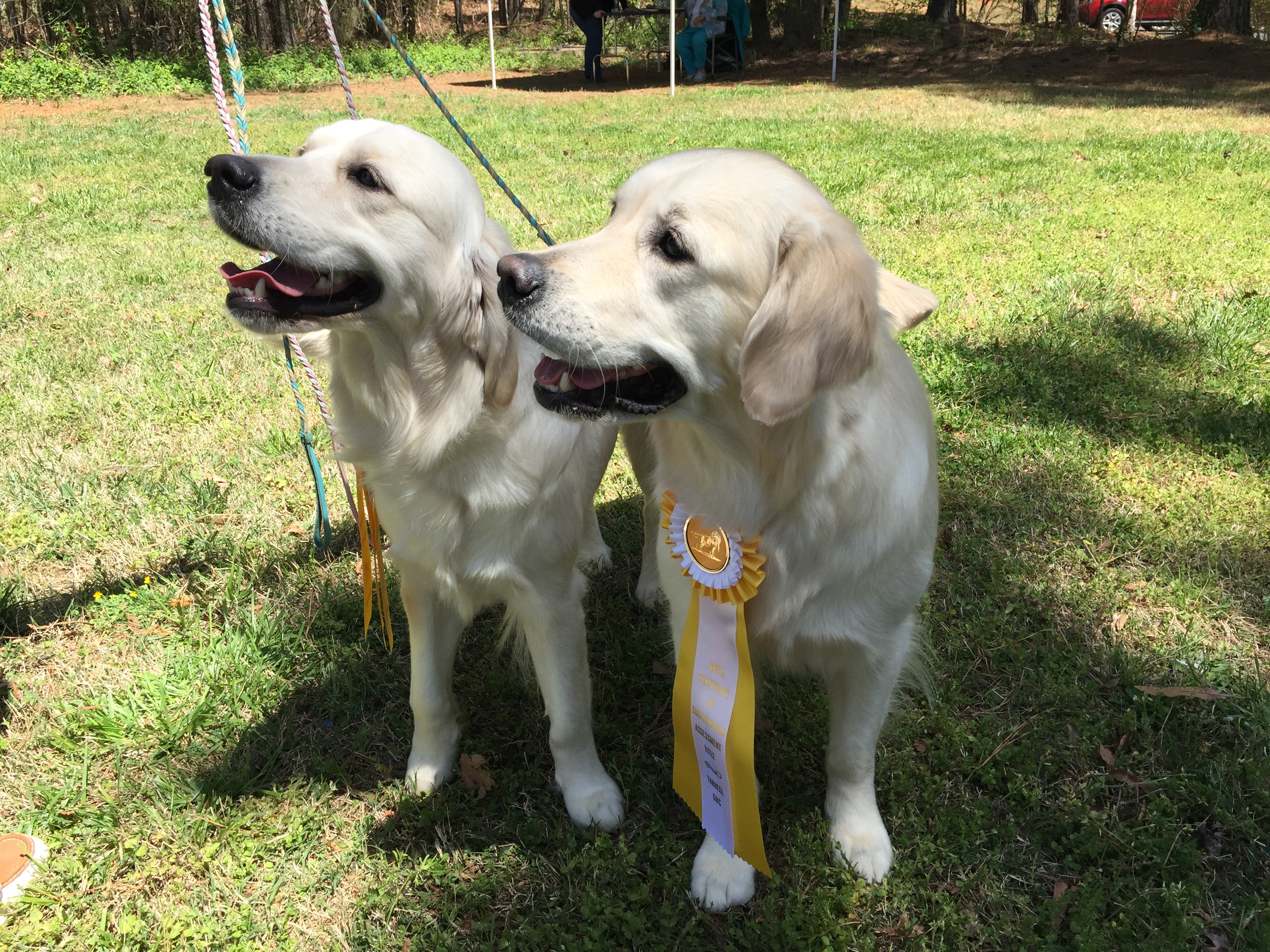 JoJo (right) earned her Certificate of Conformation Assessment, April 2017