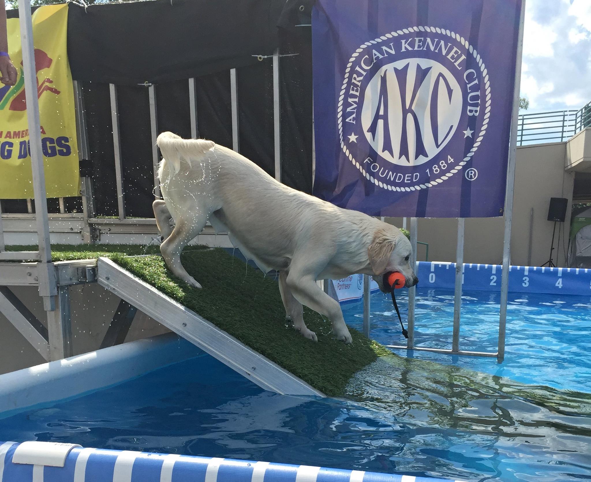 Dock Diving