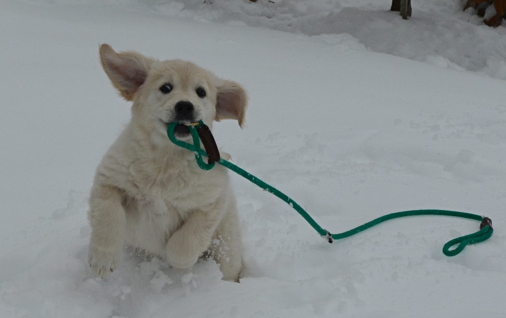 JoJo puppy snow