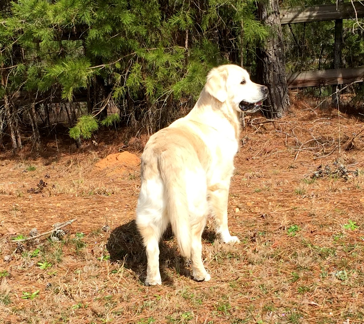 Golden Retriever NC