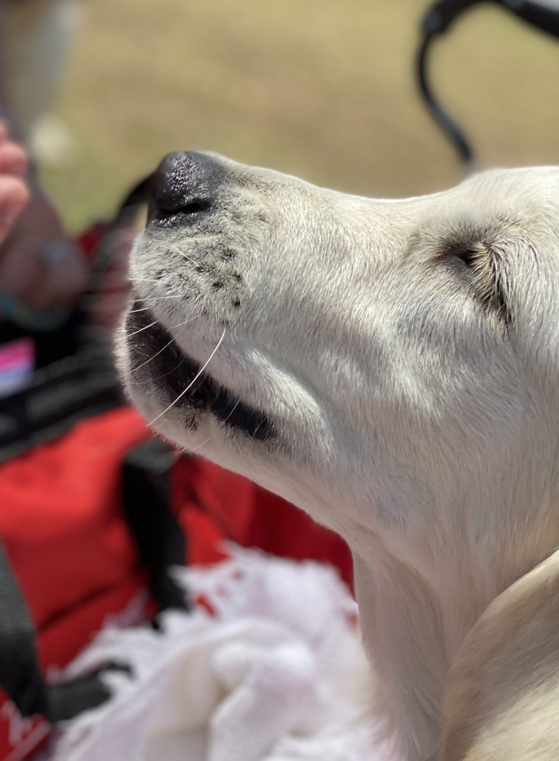 May 2021 at the Tarheel Golden Retriever Club Regional Specialty - BPOS