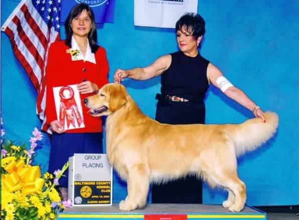 Justin's CH picture, finishing with a group 2, entry of 65 Goldens.  Handled by Leslie Dove, of Goldwing Golden Retrievers