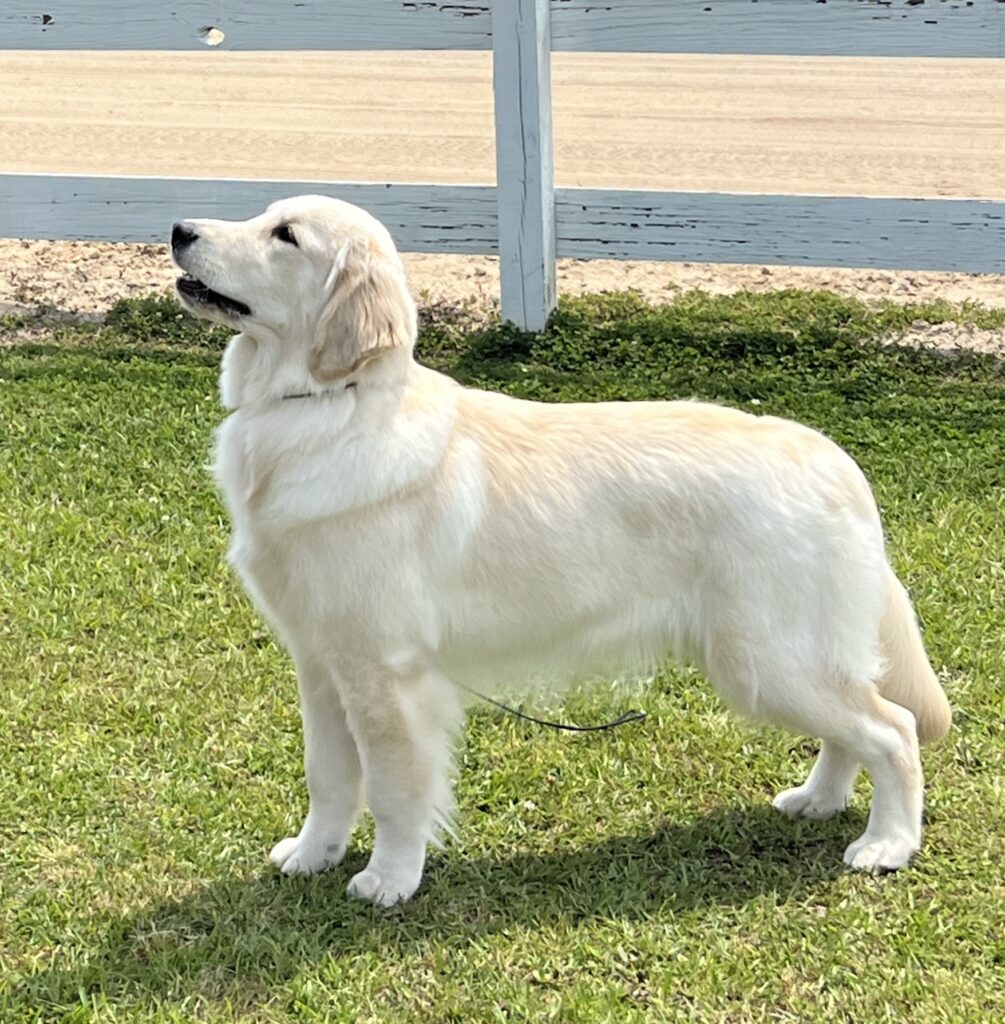 Myrtle Beach Kennel Club Show, Lumberton April 2024