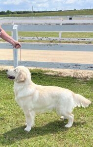 Myrtle Beach Kennel Club Show, Lumberton April 2024