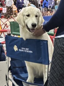 First show, Durham Kennel Club, Raleigh - March 2024