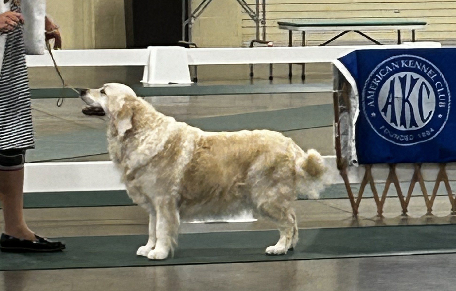 Veteran Sweepstakes Tarheel Golden Retriever Club Specialty, Concord, NC July 2025