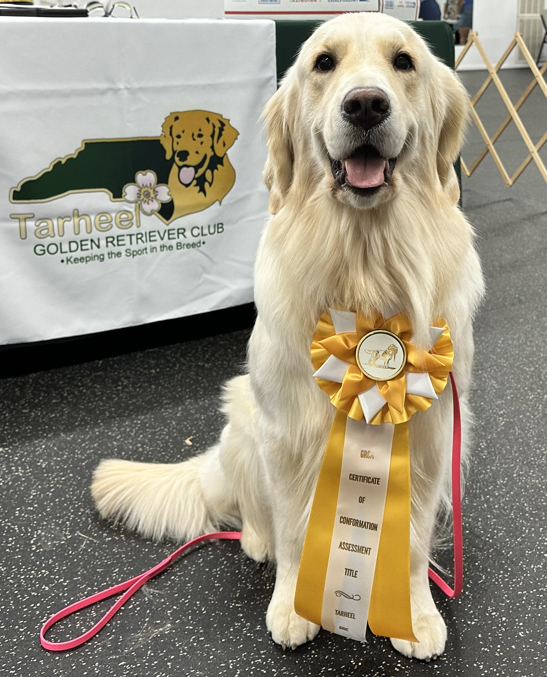 Certificate of Conformation from the Golden Retriever Club of America, hosted by Tarheel Golden Retriever Club, October 10, 2025
