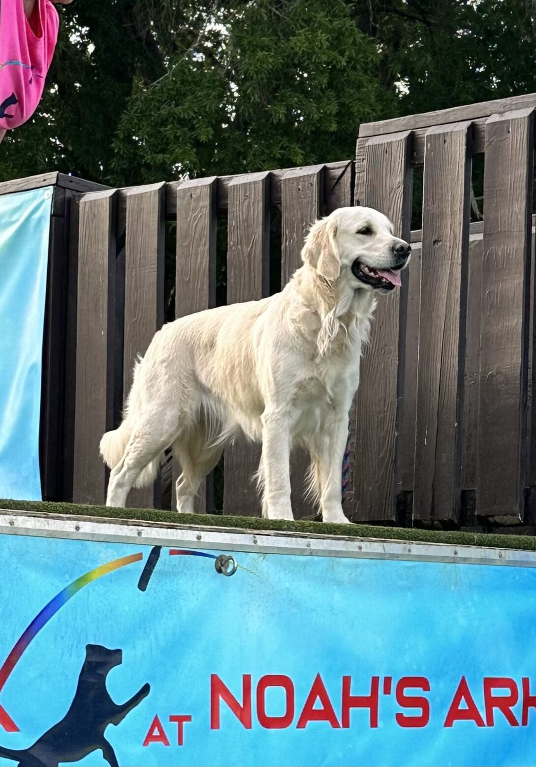 6th Annual Bark At Noah's Ark - Carolina Dock Dogs - May 2023